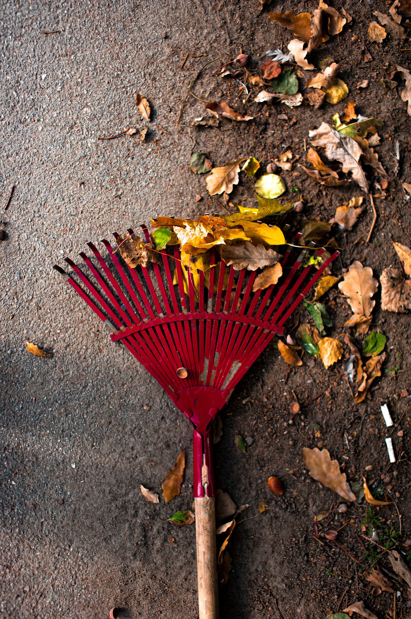 Autumn leaves and garden debris being cleared from a Dallas yard