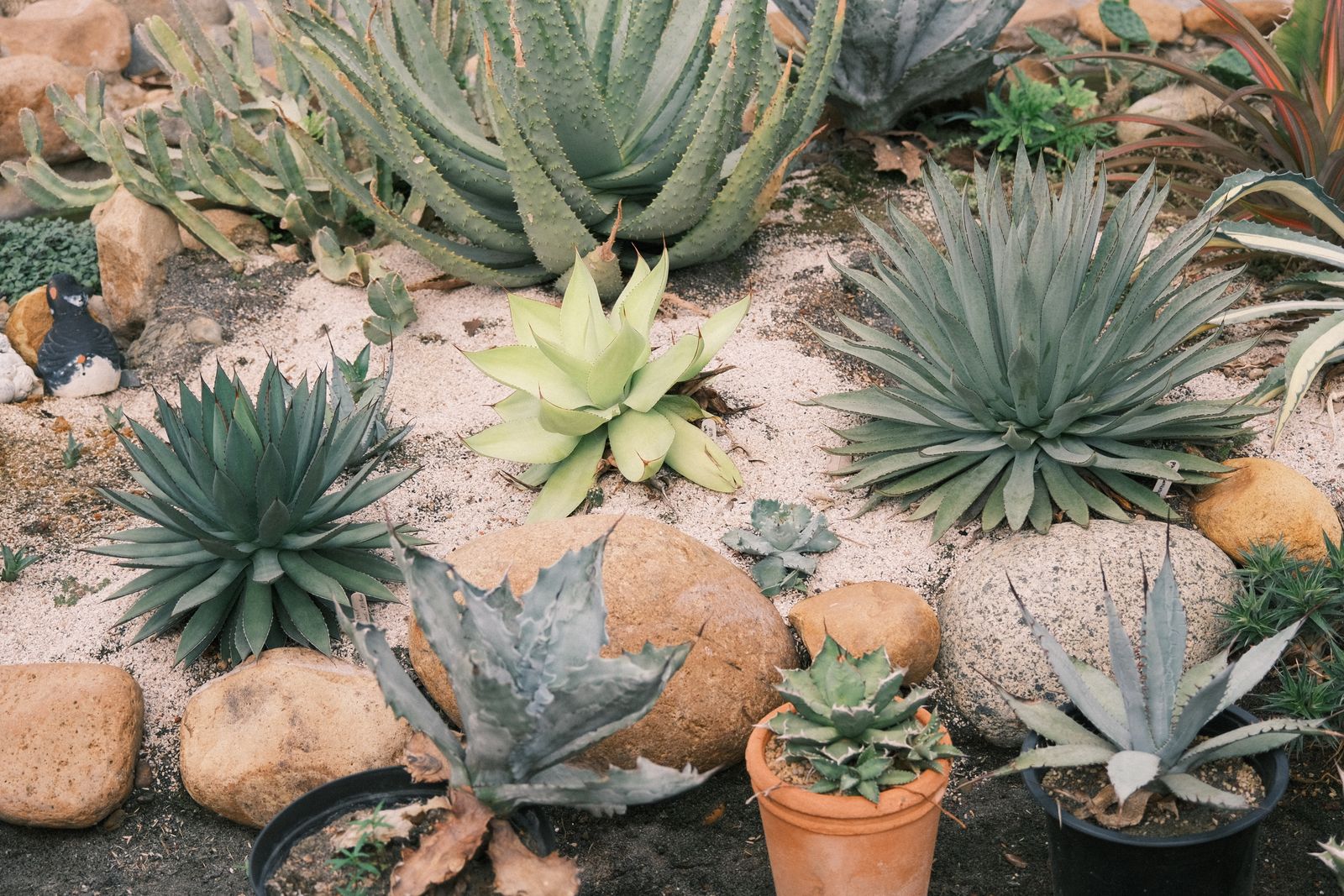 Tidy low-maintenance landscape with drought-tolerant plants and clean bed lines