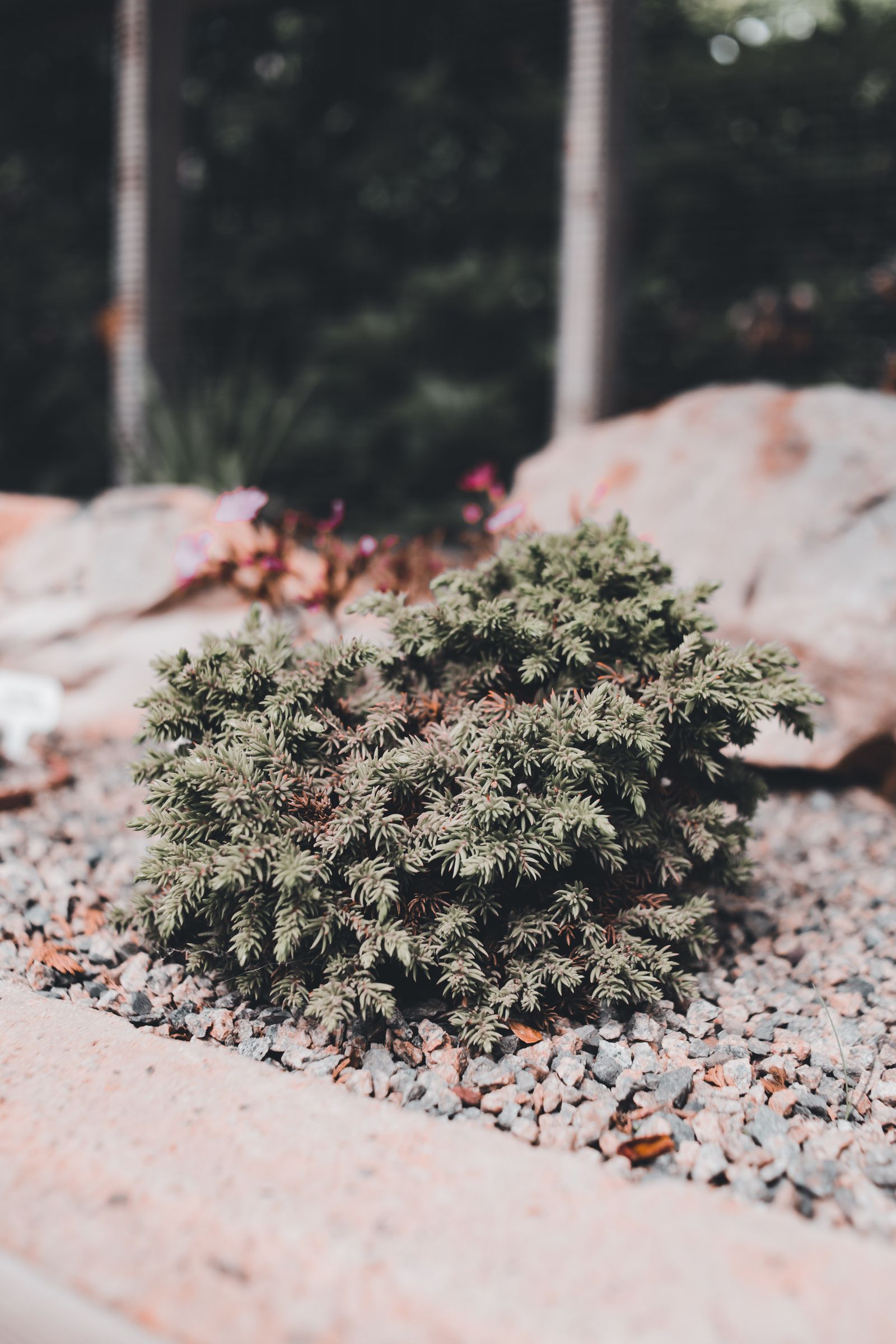 Comparison of fresh mulch bed and decorative river rock bed around plants
