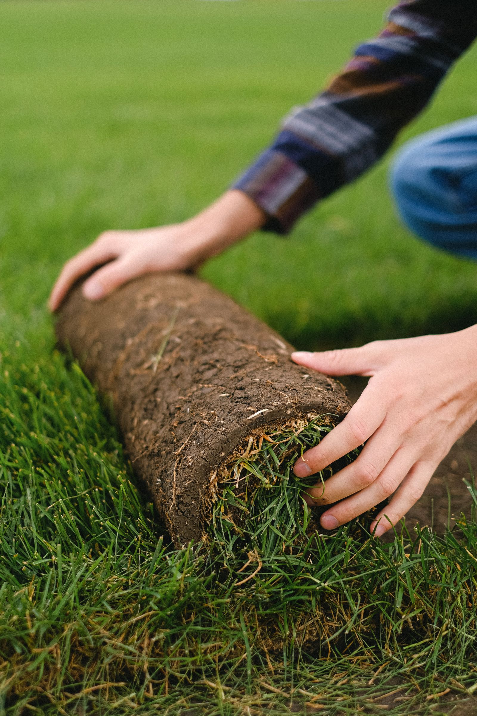 Fresh sod rolls laid across a prepared North Texas lawn in warm season
