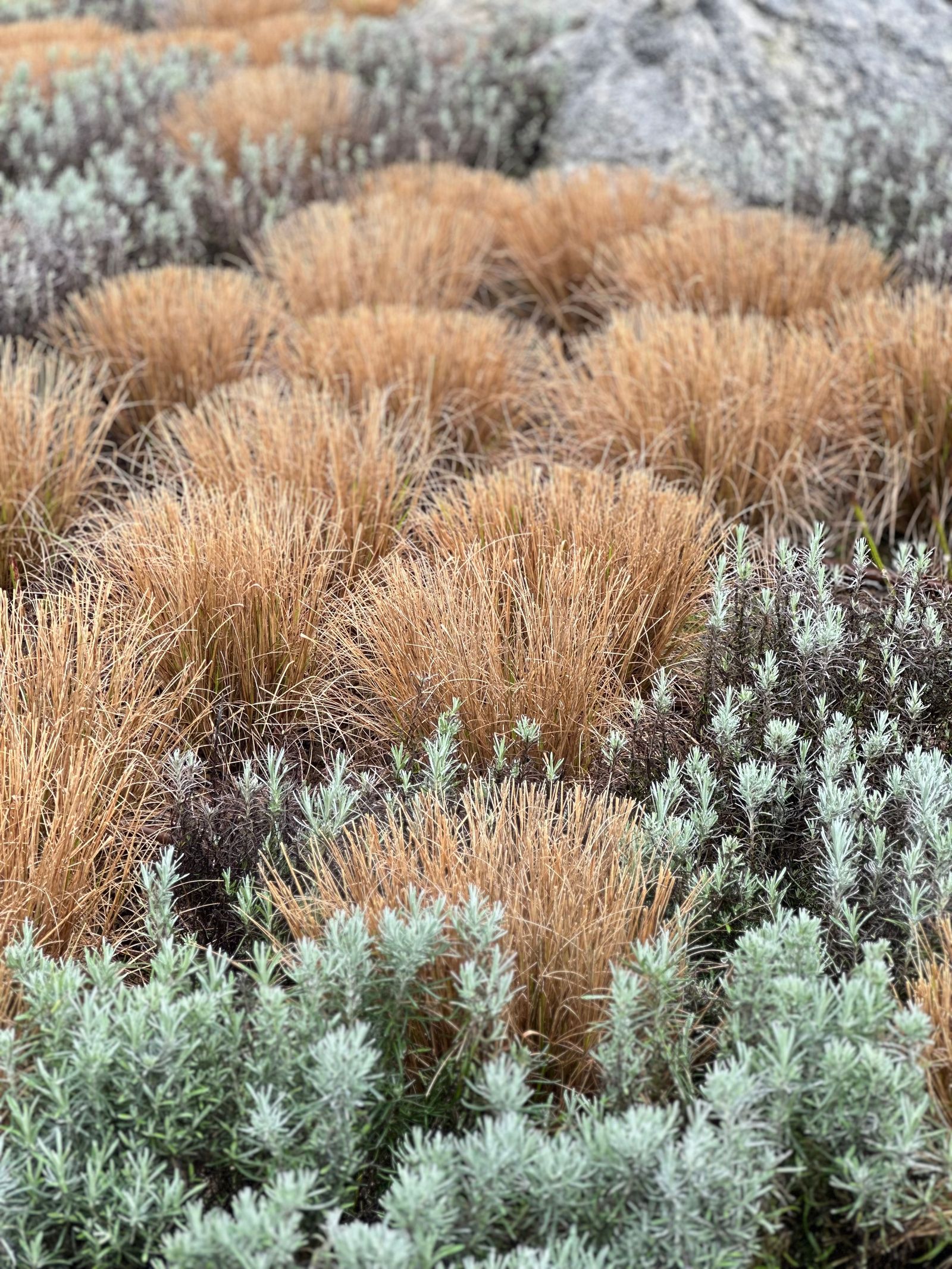Drought-tolerant xeriscape beds with ornamental grasses and decorative rock