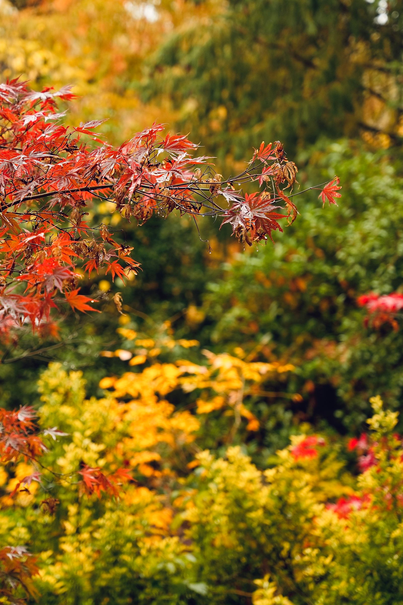 Autumn landscape with warm golden and red foliage over a tidy lawn