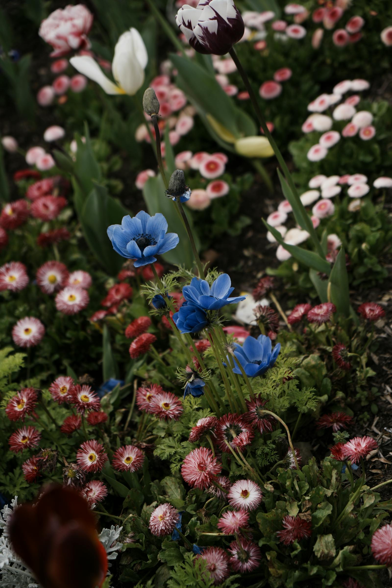 Spring garden in full bloom with fresh green lawn and flowering beds