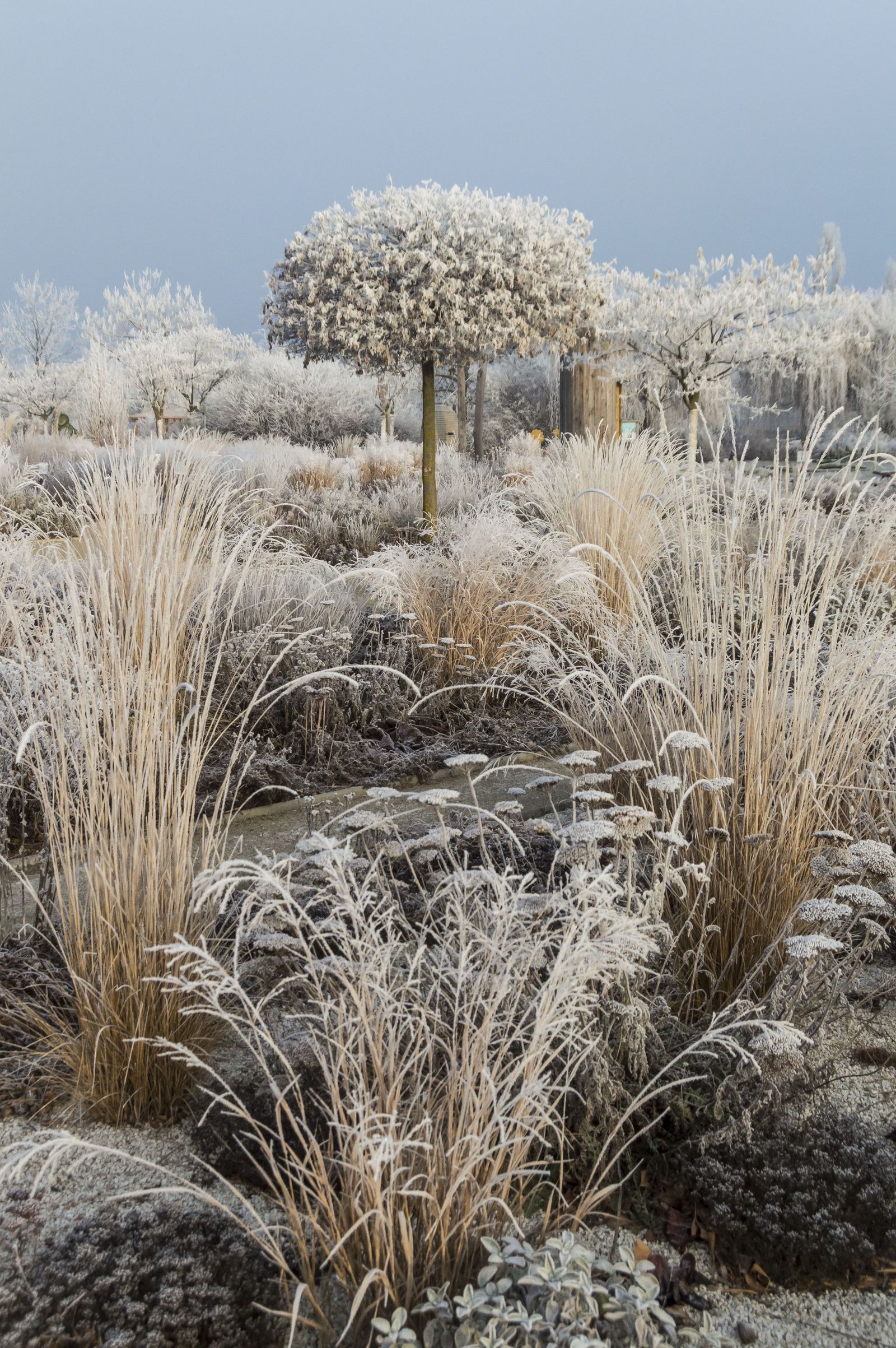 Winter yard showing strong hardscape lines and evergreen structure