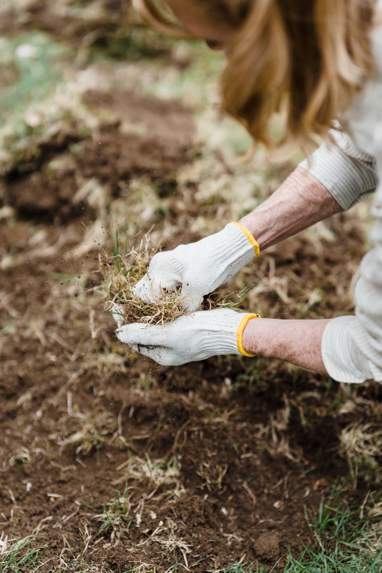 Gloved hands working the soil and grass on a yard — hands-on landscaping