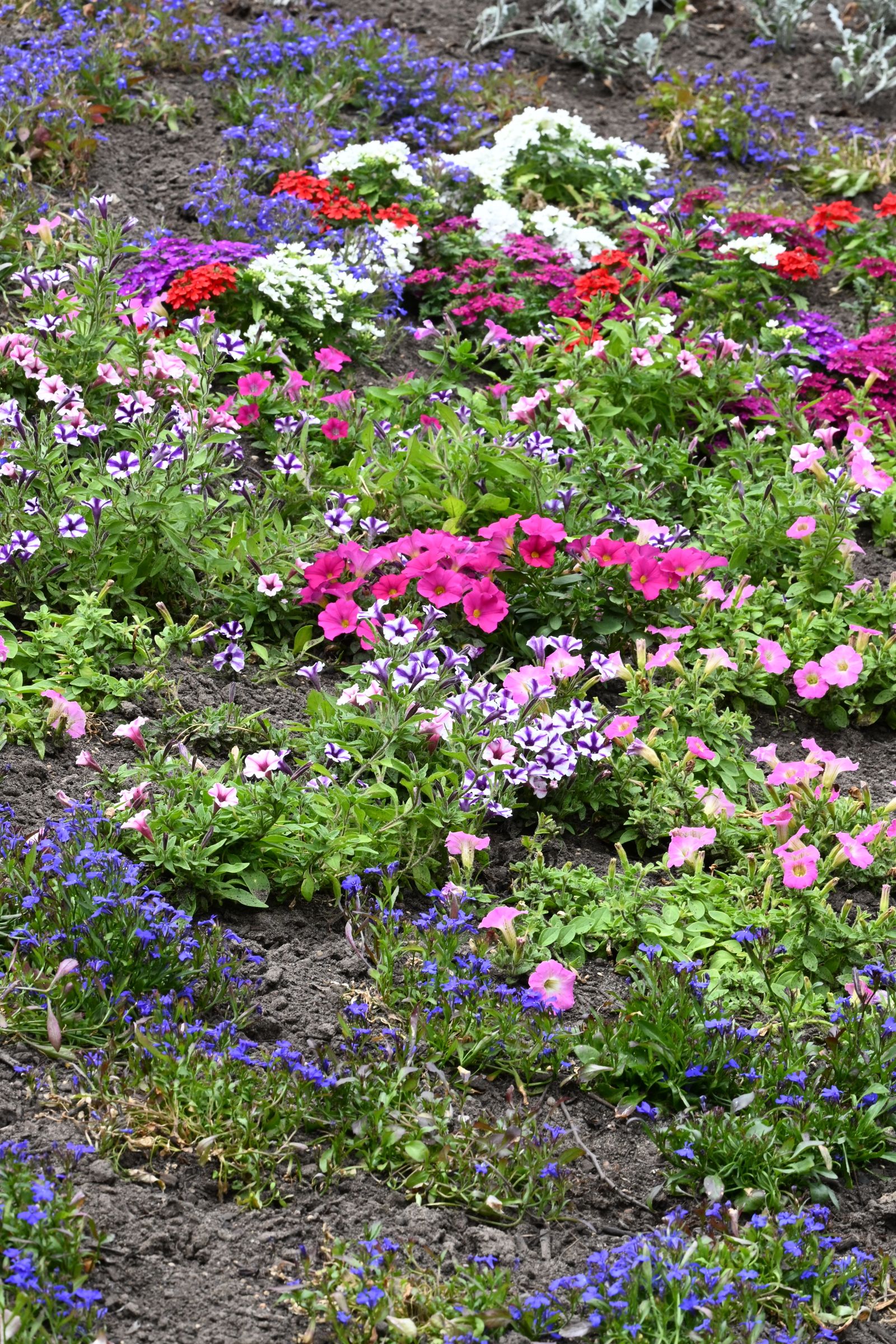 A colourful flower garden bed in full bloom