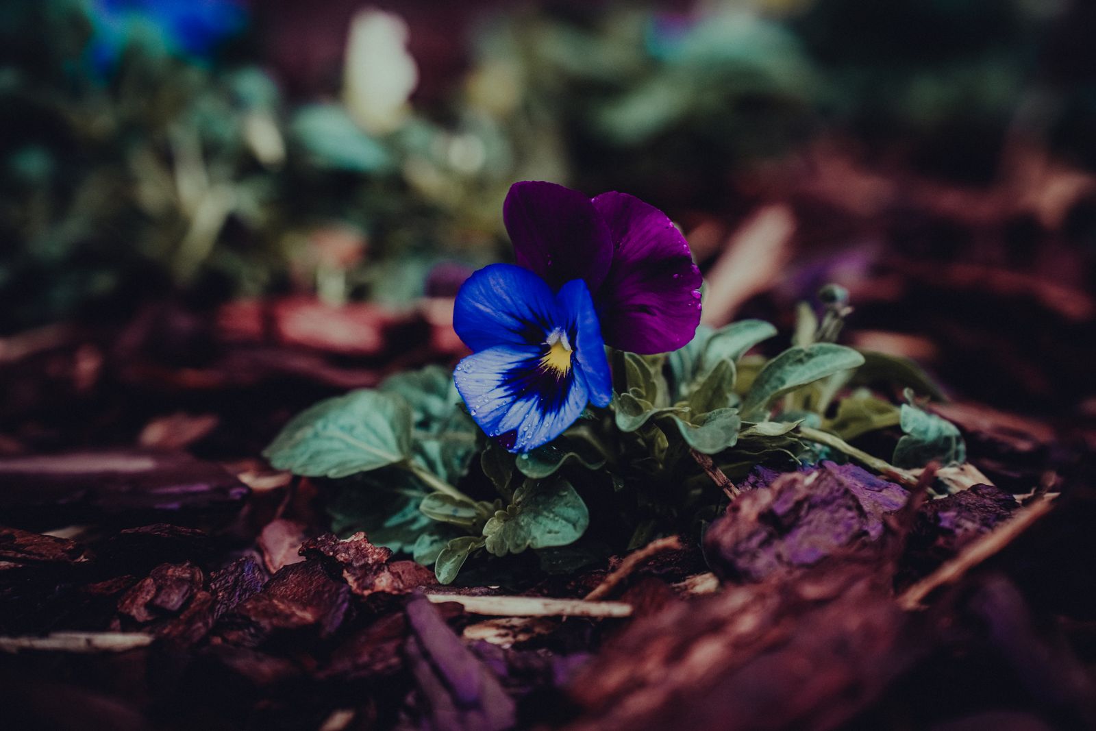 A fresh mulch bed around plants