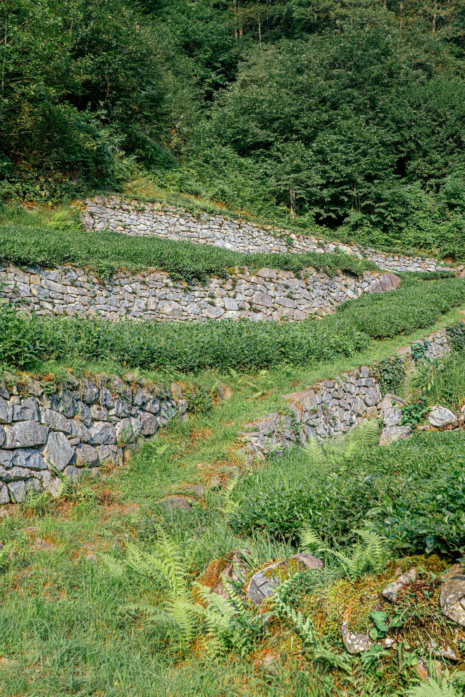 A natural stone retaining wall with plants