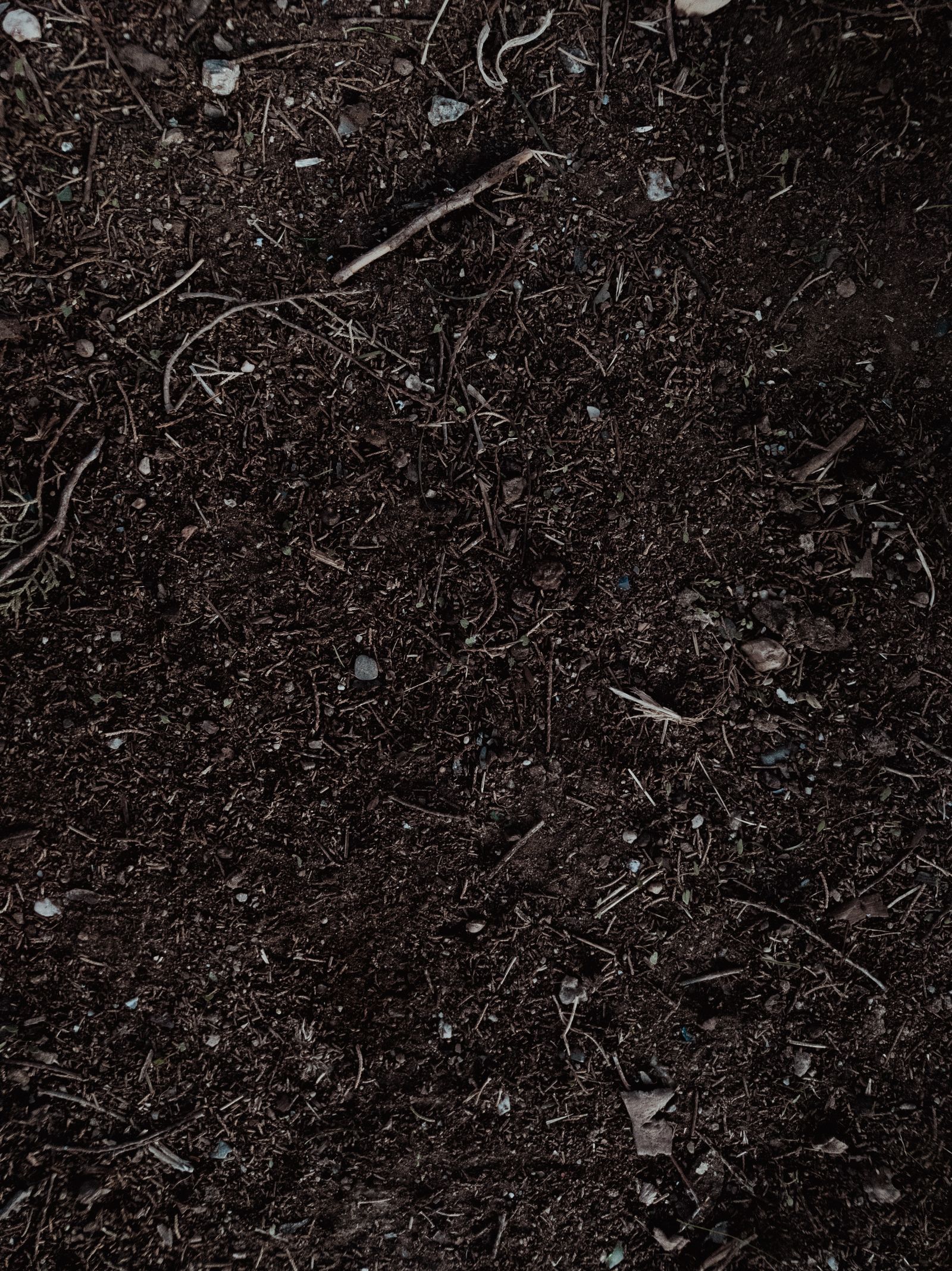 Before: an empty, bare soil bed waiting to be planted